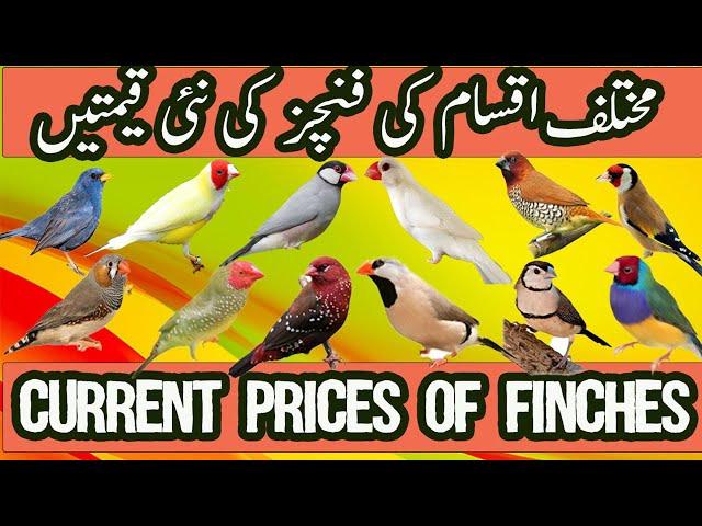 Finch Prices in Pakistan | Price Of Finch In Pakistan | Types Of Finches | Finch Mutations