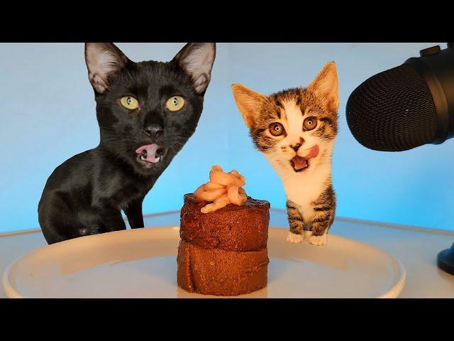 Cat and Kitten ASMR Eating Food & Treats