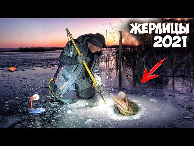 ОСТАВИЛИ ЖЕРЛИЦЫ в НОЧЬ на БОЛОТЕ!!! РЫБАЛКА на ЖЕРЛИЦЫ 2020 в ЩУЧЬЕМ ЗАЛИВЕ