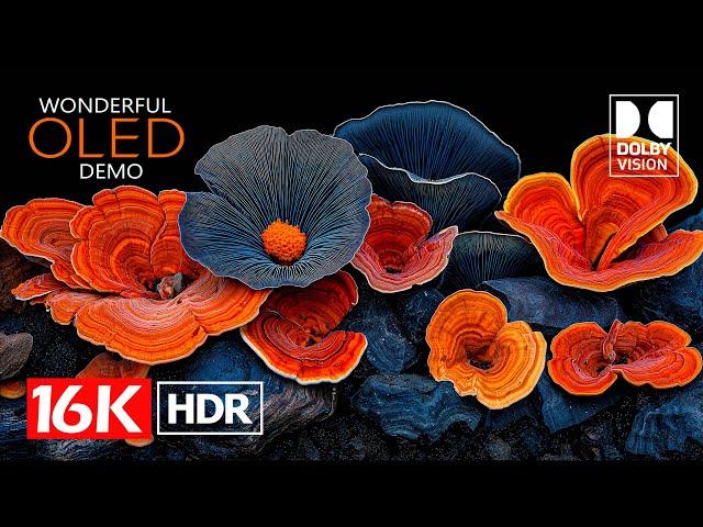 16K Video - Dolby Vision 16K HDR 60fps (8K Video ULTRA HD)