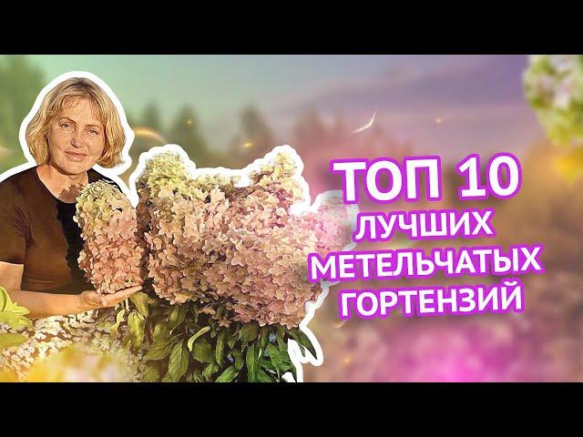 Топ 10 лучших метельчатых гортензий