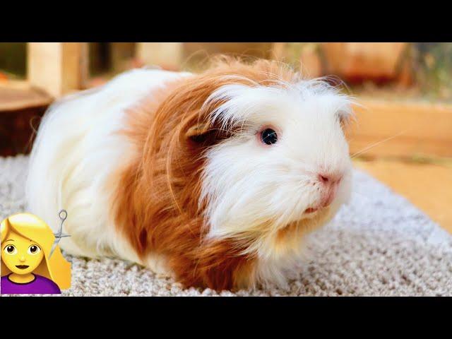 Do Guinea Pigs Need Haircuts?