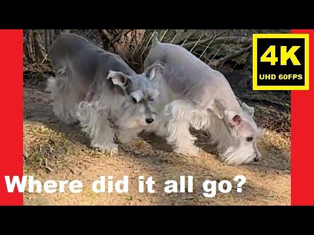 UNLEASHED!  First Day of Fall '24 - Miniature Schnauzer Brothers