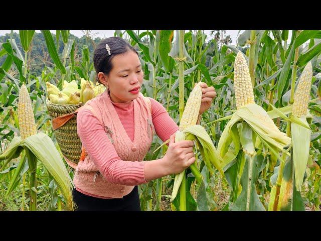 "Harvesting Corn and Bringing it to the Market to Sell - Processing Corn into Delicious Dishes".