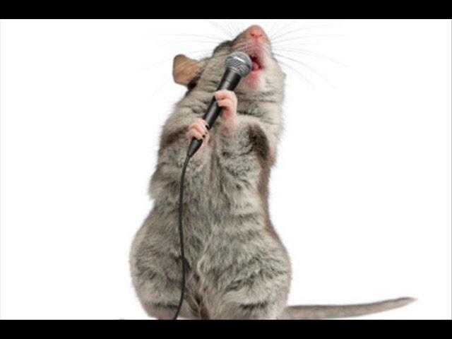 Крысиная песня