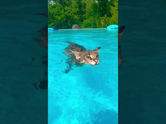 F1 Savannah Cat Swimming
