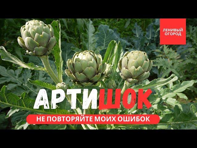 АРТИШОК выращивание и уход | Деликатес который может вырастить каждый | Артишок на своем участке