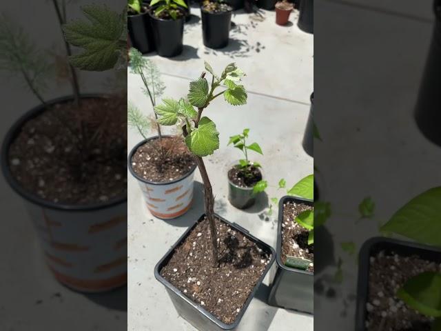 Our Concord Grape Vine Coming Back to Life 