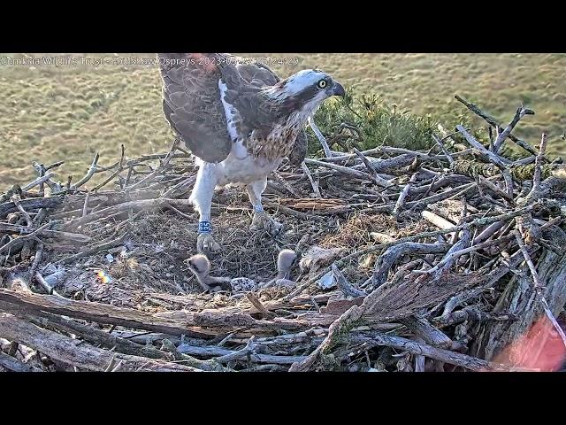 Watch the moment the third chick hatches 27523