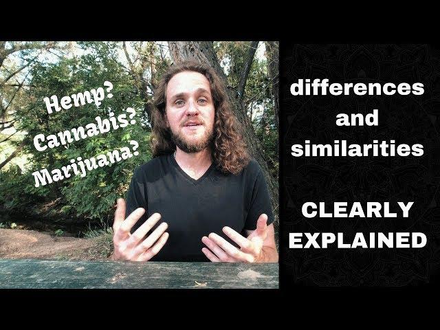 Difference between Hemp, Marijuana, and Cannabis (The Basic TRUTH)