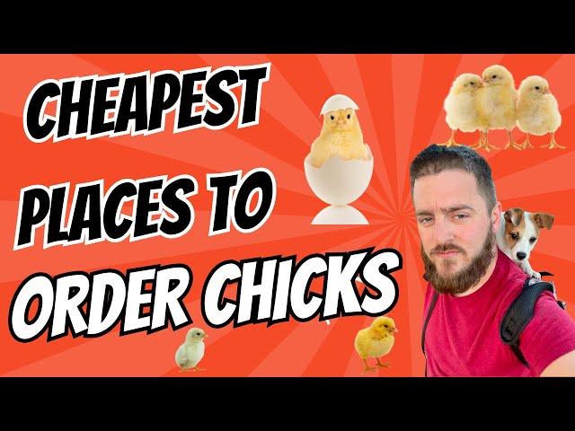 Best Deals on Baby Chicks: Meyer, Cackle, Hoover & Tractor Supply Compared!