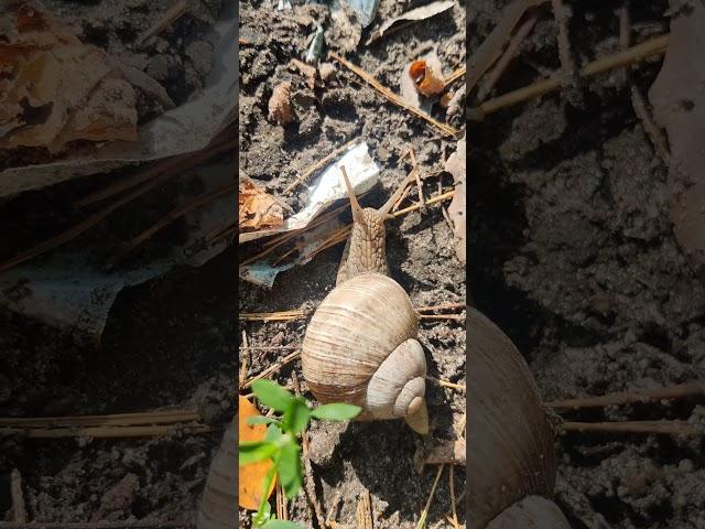 #Равлик  великий виноградний Helix pomatia Linnaeus, або #слимак садовий - #тварини молюски України