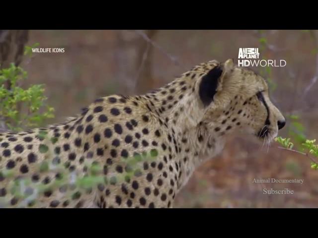 Animal Documentary Wildlife Icons Episode HD