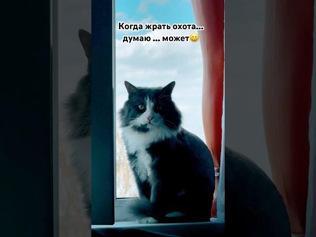 По фактам #питомцы #cat #кот #приколы #юмор #котики #питомцы #домашниеживотные #милота #жиза #еда