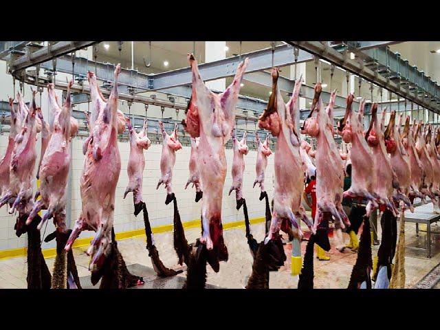 Modern Goat Processing Factory Technology  - How to Farming Millions of Goat For Meat and Milk