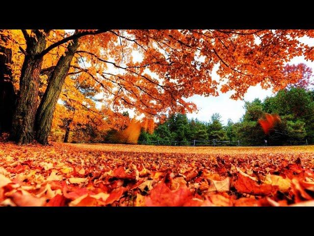 Naturaleza hermosa, El color del otoño |Landscapes| música y relajación