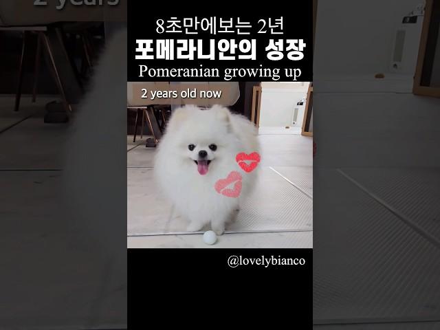 My pomeranian growing up 8초만에 보는 울강아지 포메라니안 성장기록  #pomeranian #포메라니안 #shorts