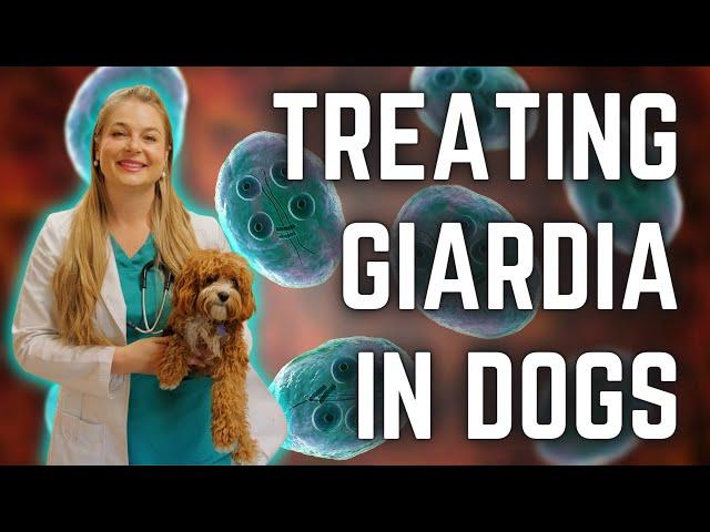 GIARDIA TREATMENT FOR PUPPIES + DOGS? | Can you get it? | Dr. Lindsay Butzer Vet Explains !