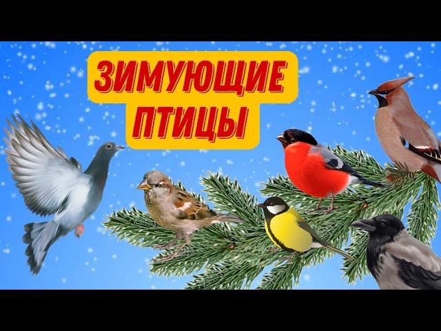 Зимующие птицы | Зимующие птицы для детей | Развивающее видео для детей