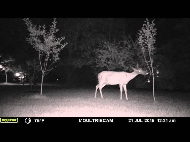 Wireless Deer Fence ® Scares Deer from Apple Trees