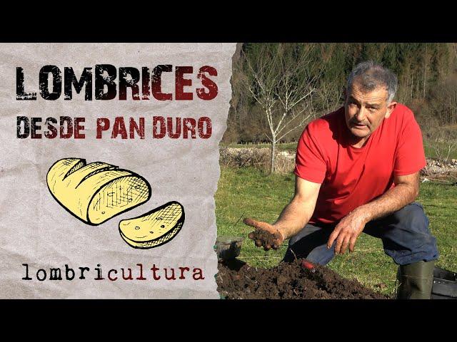 Vermiculture with stale bread (My father´s advice)