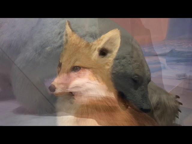 Tour of Canadian Museum of Nature,  Ottawa