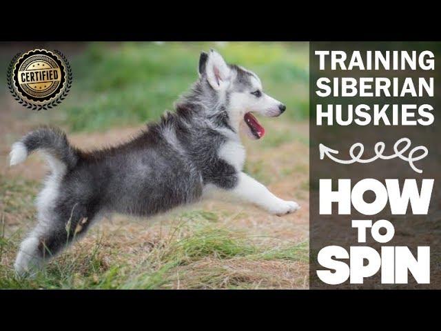 Training A Siberian Husky How To Spin! - Dog Tricks - THE BEST TRAINING VIDEO!