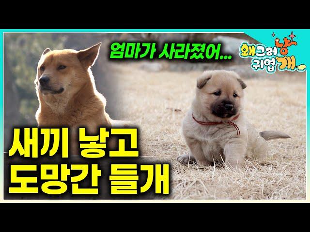 "좀 키워주세요" 어미 들개는 왜 새끼 강아지를 버리고 떠났을까?  #왜그러냥귀엽개
