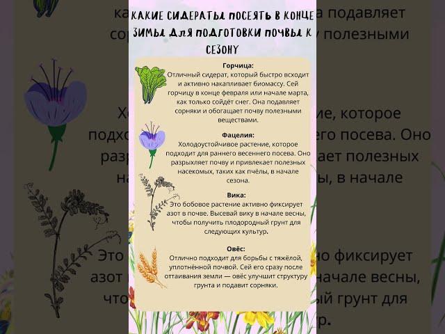 Какие сидераты посеять в конце зимы или ранней весной для подготовки почвы к сезону?