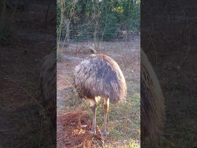 Female Emu Making Drumming Noise