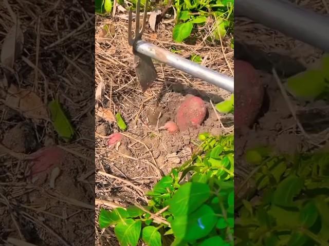 Harvesting Red Potatoes with the Best Tool! " Vegetable Harvest! " #111 #HomegrownVegetables