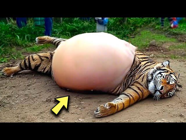 Park Employees Watched In Horror At What This Tigress Had Given Birth To!