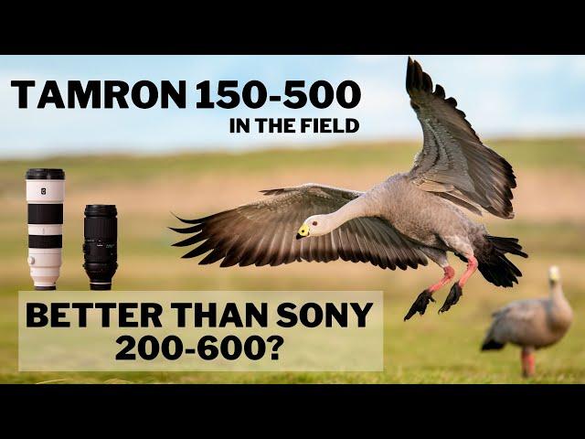 Tamron 150-500 | Is it BETTER than SONY 200-600? In the Field Review