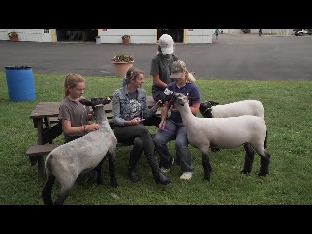 Today at the Fair - Mel learns about the lambs from 4-H