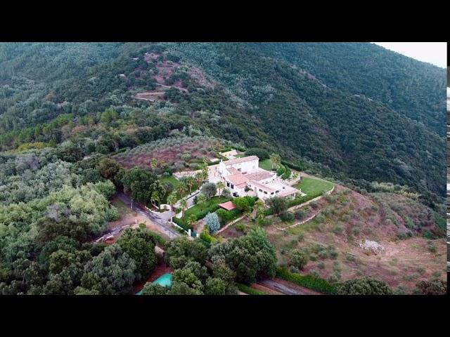 Massif Tanneron.French Riviera  [4K UltraHD] Eucalyptus crops.