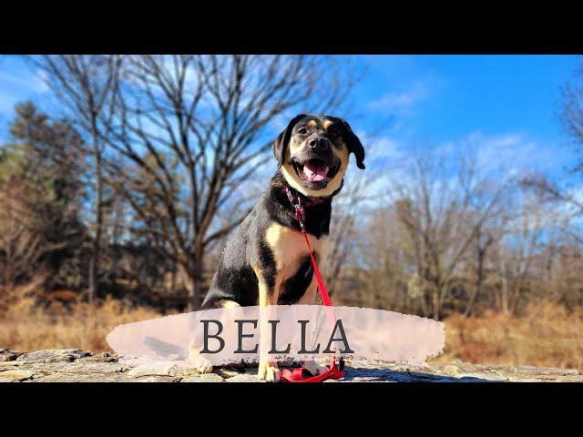 Allentown Dog Trainers ||| OLK9 Lehigh Valley ||| 1 Year Old GSD/Labrador, Bella