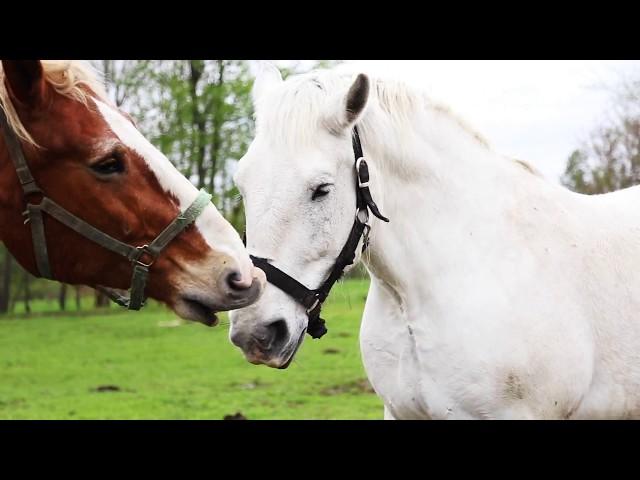 Farming with Oxen and Horses