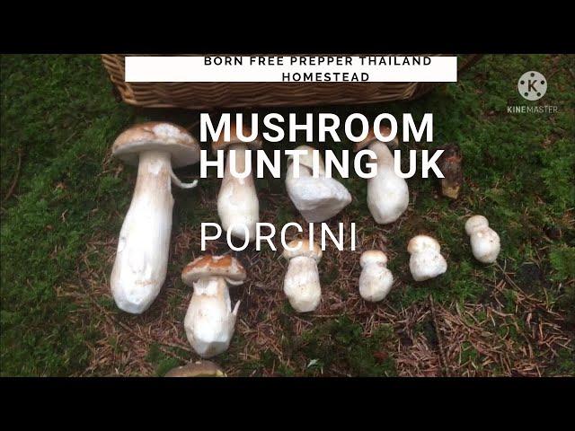 Mushroom Hunting UK. Porcini Mushroom. Penny Bun Mushroom. Foraging For Mushrooms UK