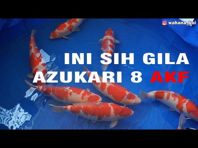 BIKIN JURI BINGUNG, KUALITAS GAK JAUG BEDA | PENJURIAN AZUKARI AKF  8