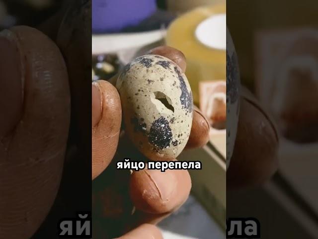 Купить инкубационное яйцо техасский мясной перепел Хитрук Елена Украина #купитьяйцо#купитьперепела