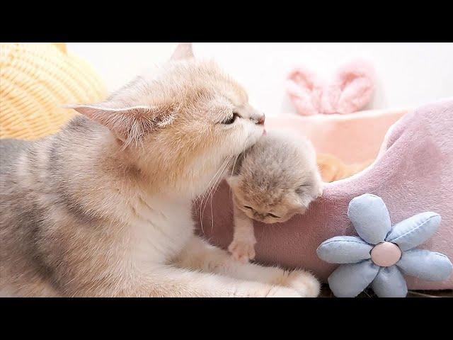 Kittens asks Mom cat to play outside as soon as they wake up.