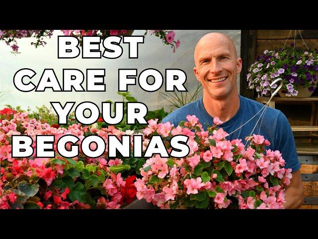 Best Care Tips for Your BEGONIAS - Talking About Tuberous & Hiemalis Begonias