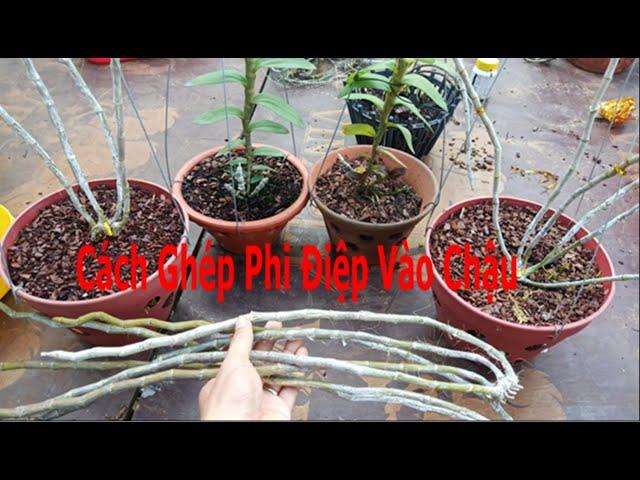 Chia Sẻ Cách Trồng Phong Lan Phi Điệp (Giã Hạc) Trong Chậu Đảm Bảo