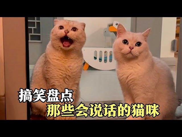 盘点那些会说话的猫咪，这些猫真是成精了，也太可爱吧！