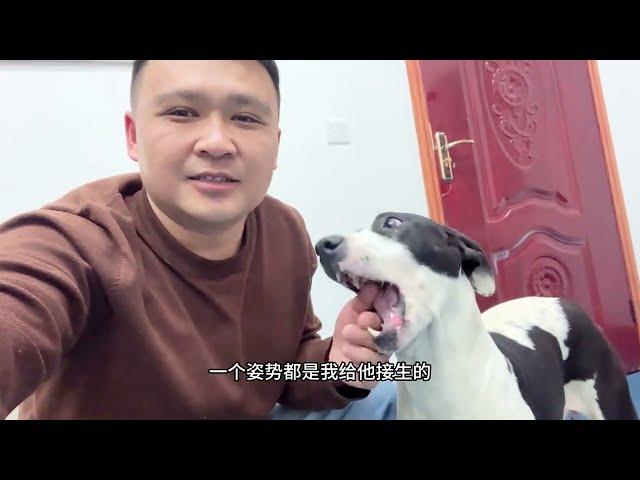 比特犬蚂蚱生了10条小狗崽，阿龙安排猪蹄汤补营养，幼犬太可爱了