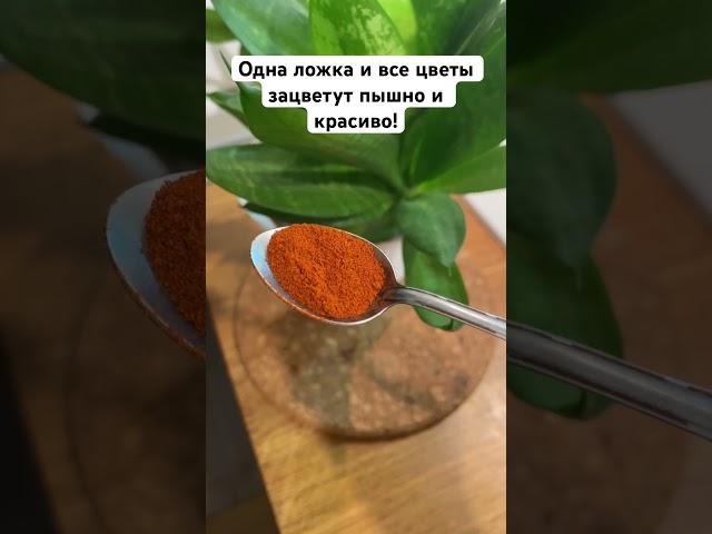 Одна ложка и все цветы зацветут пышно и красиво! #цветы #герань #сад