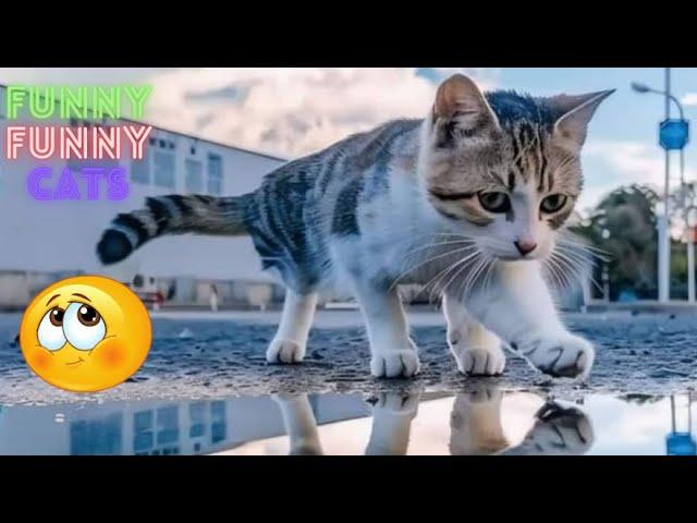 Funny Cat Videos Try Not To  Laugh  Cat Funny Videos  Funny Cat Videos On Youtube   Part 107