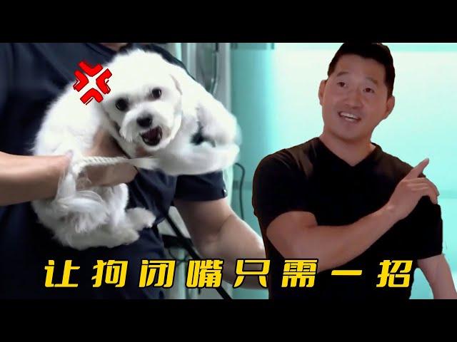 馬爾濟斯見人就咬，訓犬師卻一招讓它閉嘴，直言這狗純屬慣的