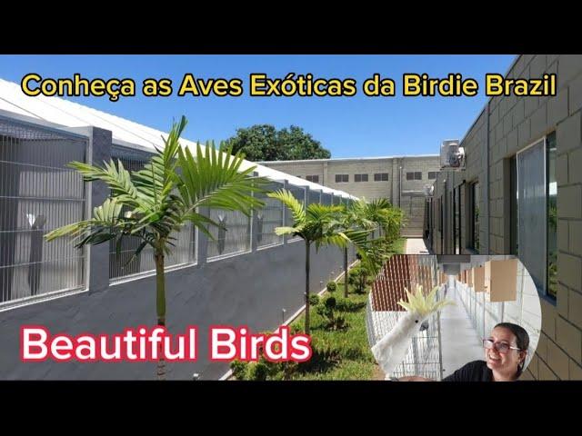 AS AVES EXÓTICAS Mais Raras da Birdie Brazil