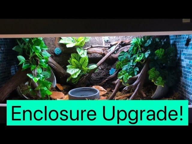 Brazilian Rainbow Boa Enclosure Upgrade!